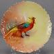 B&h Limoges Hand Painted Golden Pheasant & Gold 9 3/4 Inch Plate C. 1890s