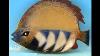 Classic Ceramic Fish Plate Picture Set Beautiful Decorative Handwork