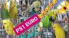Vlog281 Ps1 Euro Budgie Parakeets Mauve Rainbow Lutino Dominant Pied Rb Mat